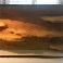osbteraria 35