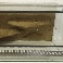 zazen osb terarium